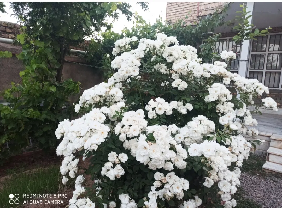 خانه اجاره ای