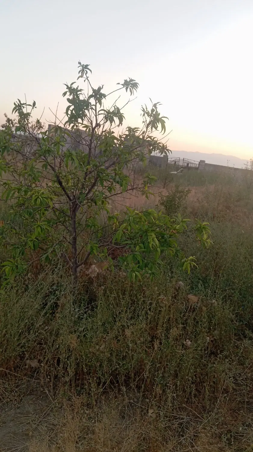 باغچه الوان