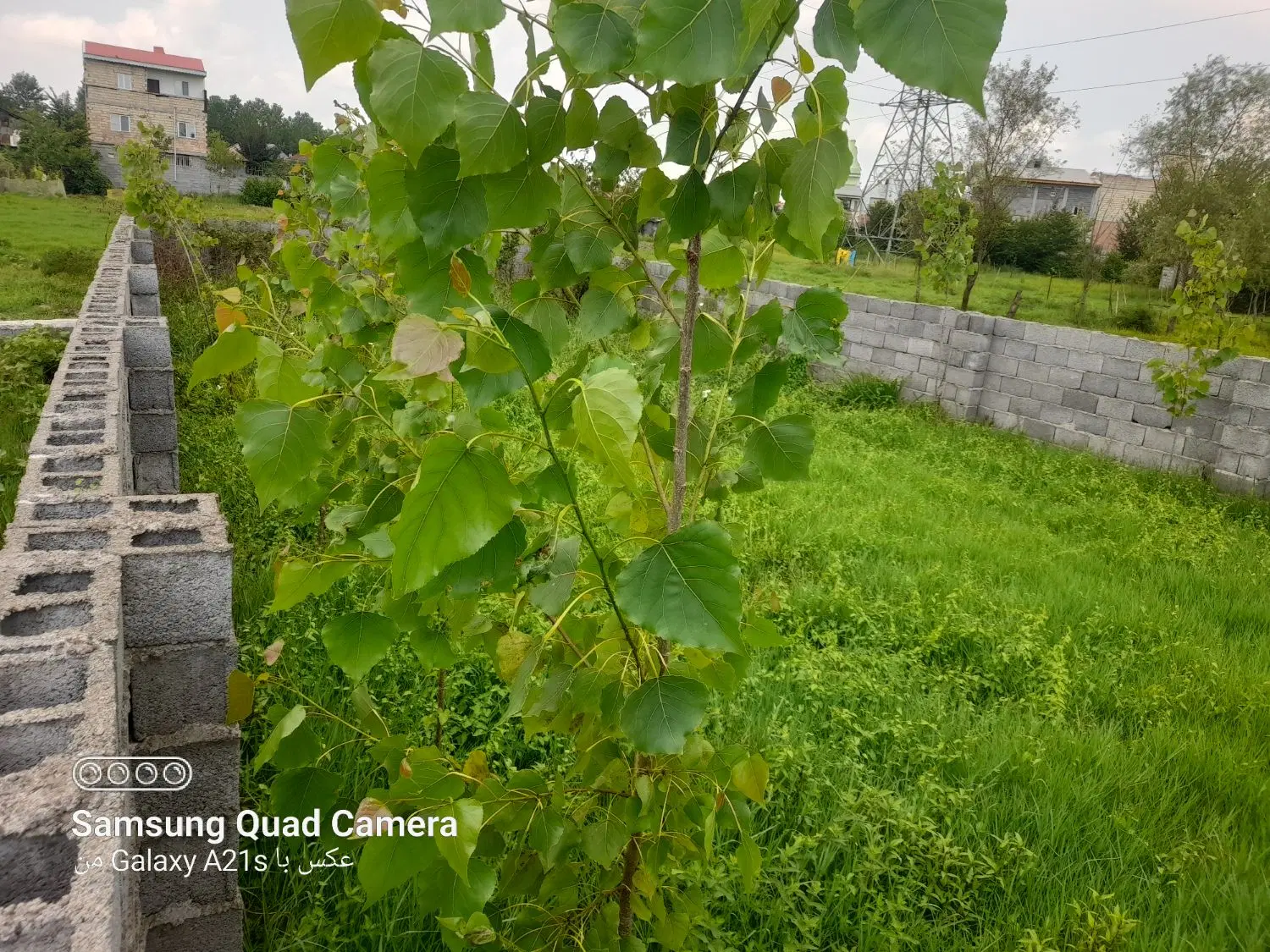 زمین باغی