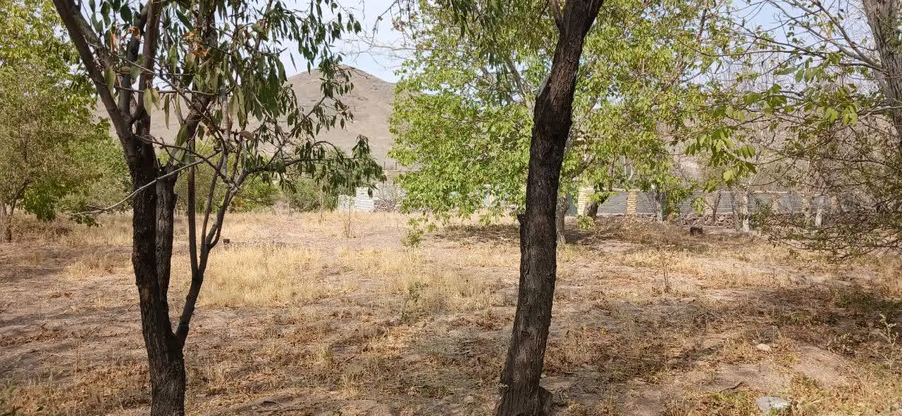 فروش باغ ۶۰۰ متری در منصورآباد