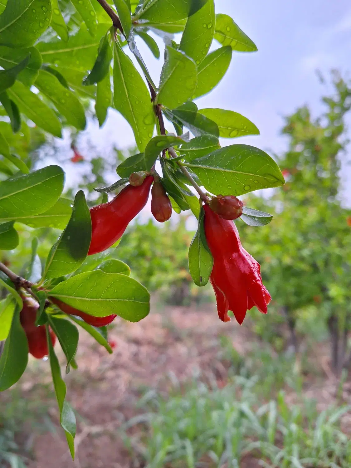 باغ چهاردیواری