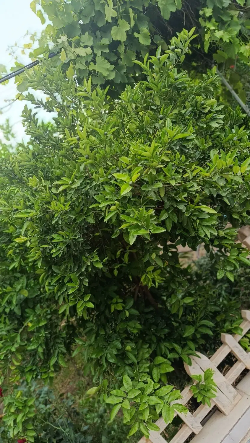زمین ۷۵۰متری جاده قلعه سنگی