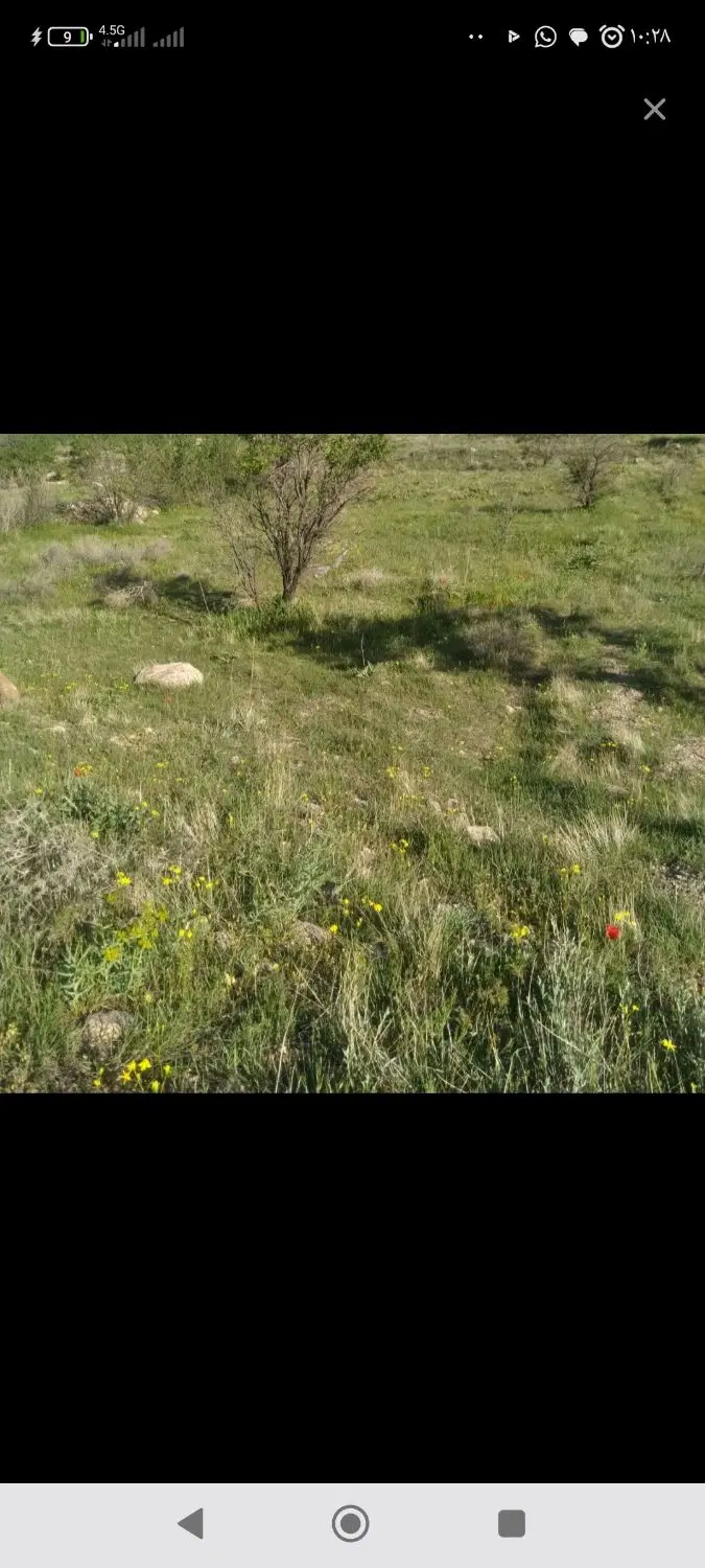 زمین دیمی بر جاده سنتو جبال کندی