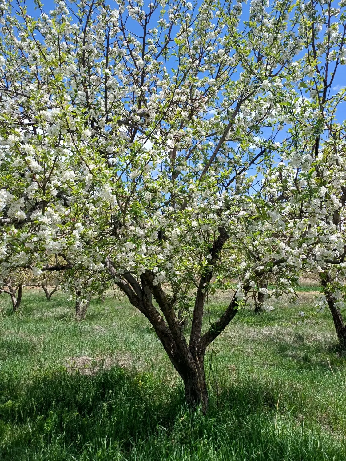 زمین و باغ شهری