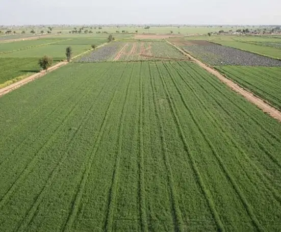 زمین کشاورزی با سند