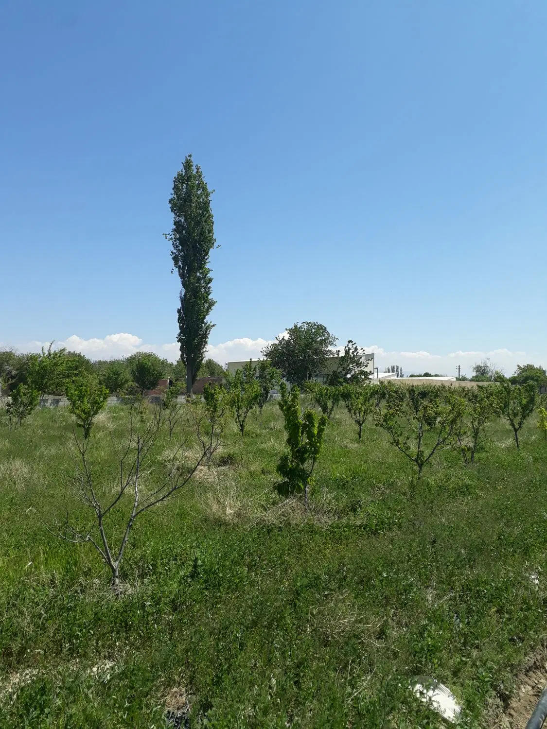 باغ میوه، 2500 متر، هشتگرد،حاجی بیک