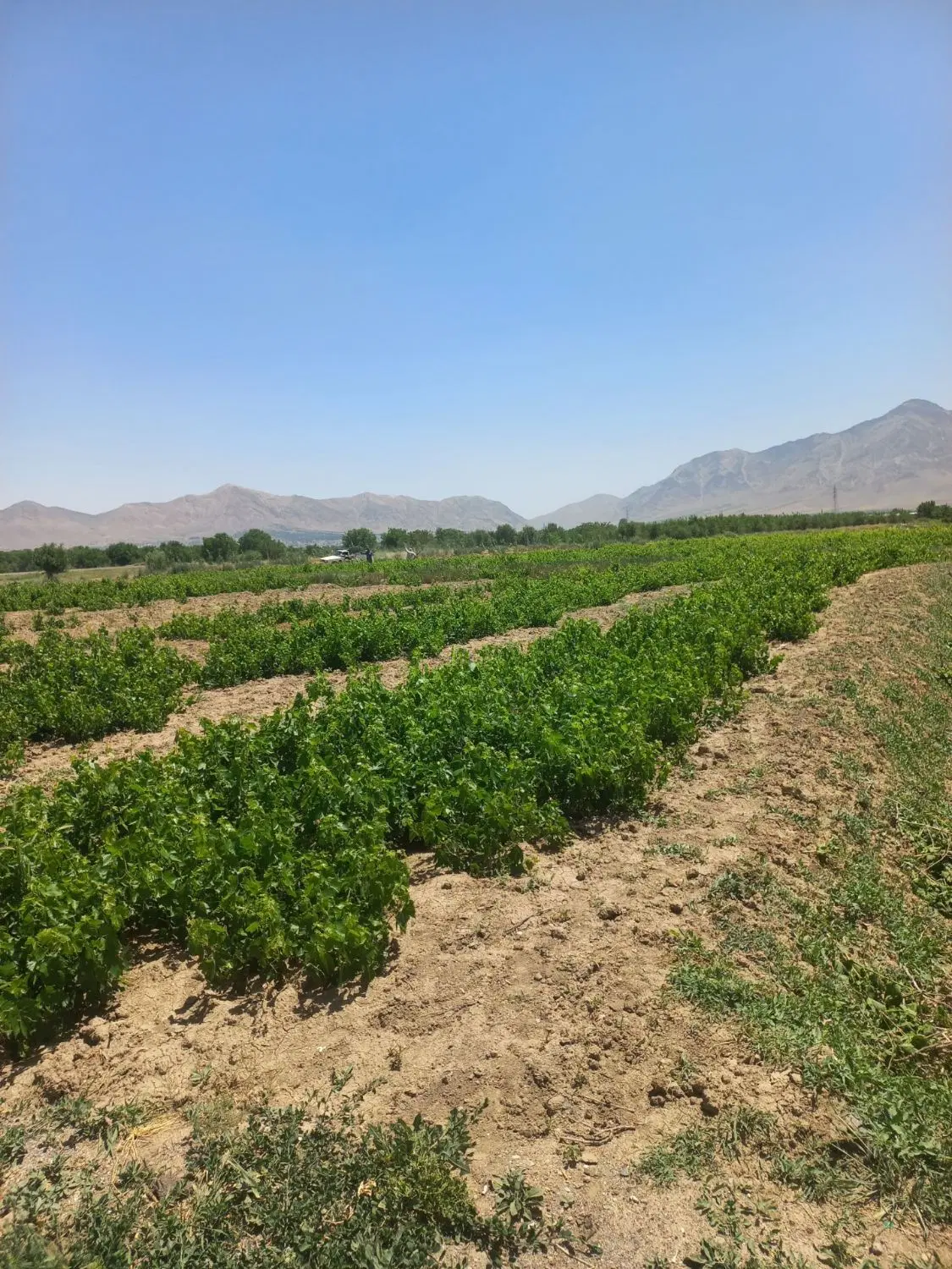 ۶۰۰۰هزارمترباغ انگوری ثمرده