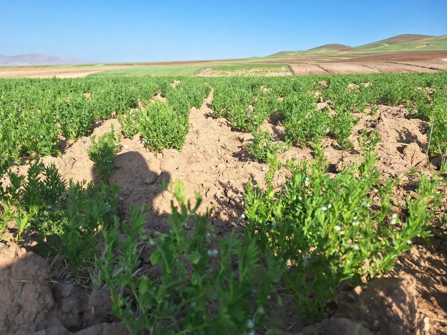 فروش زمین دیم در روستای اینچه دونیم هکتار