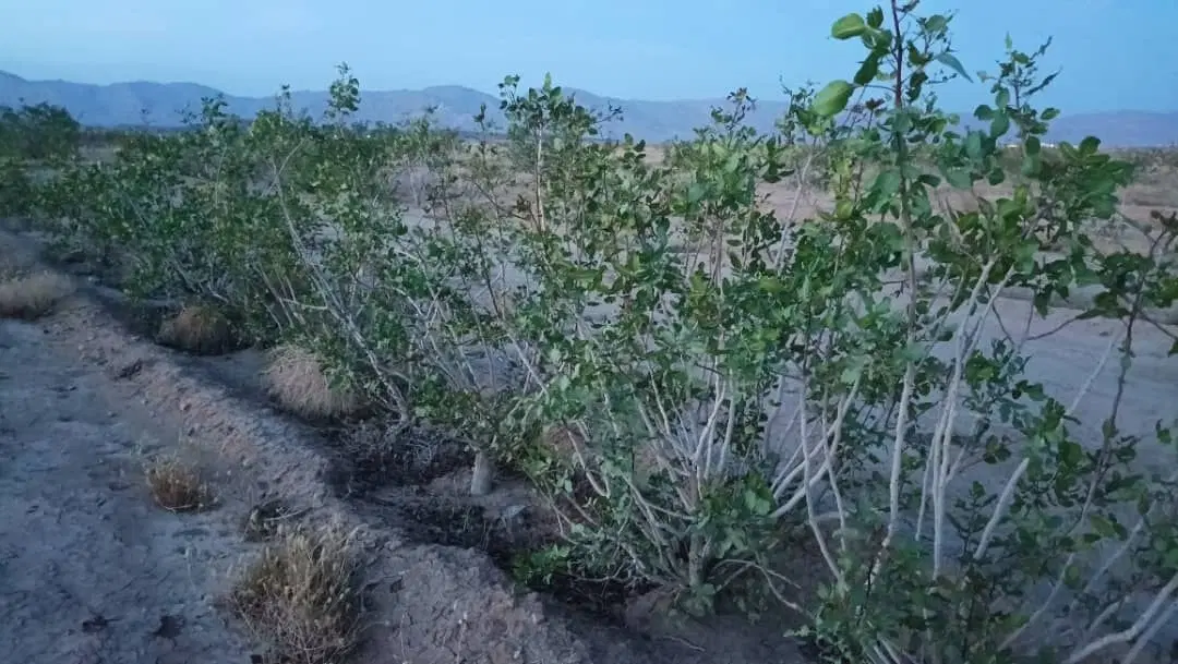 فروش زمین پسته