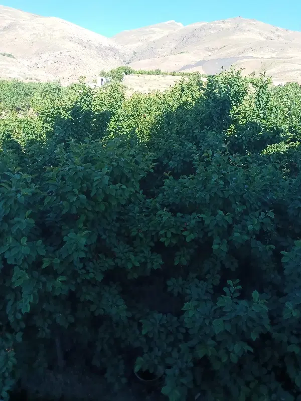 باغ و زمین
