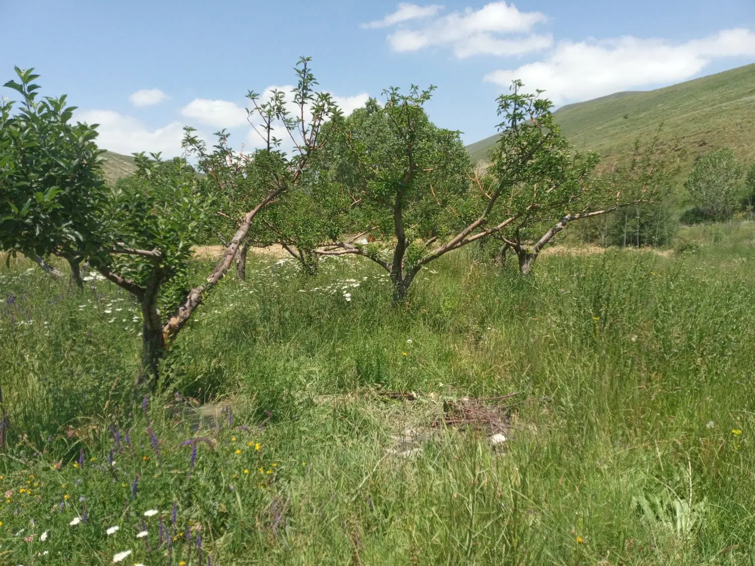 باغ ویلایی