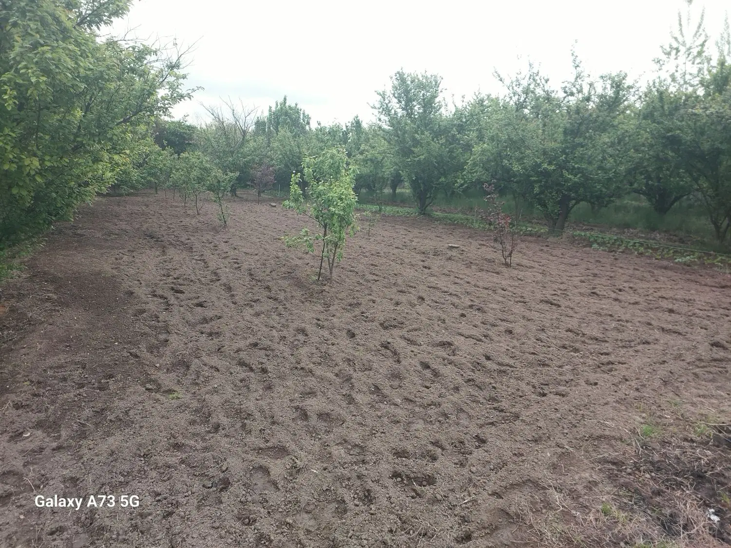 زمین سند دار۴۴۴ متری روستای چولاب