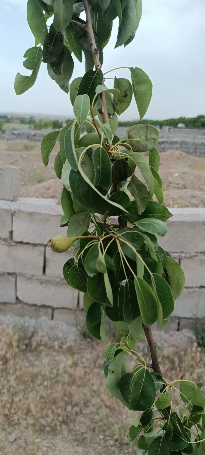 زمین