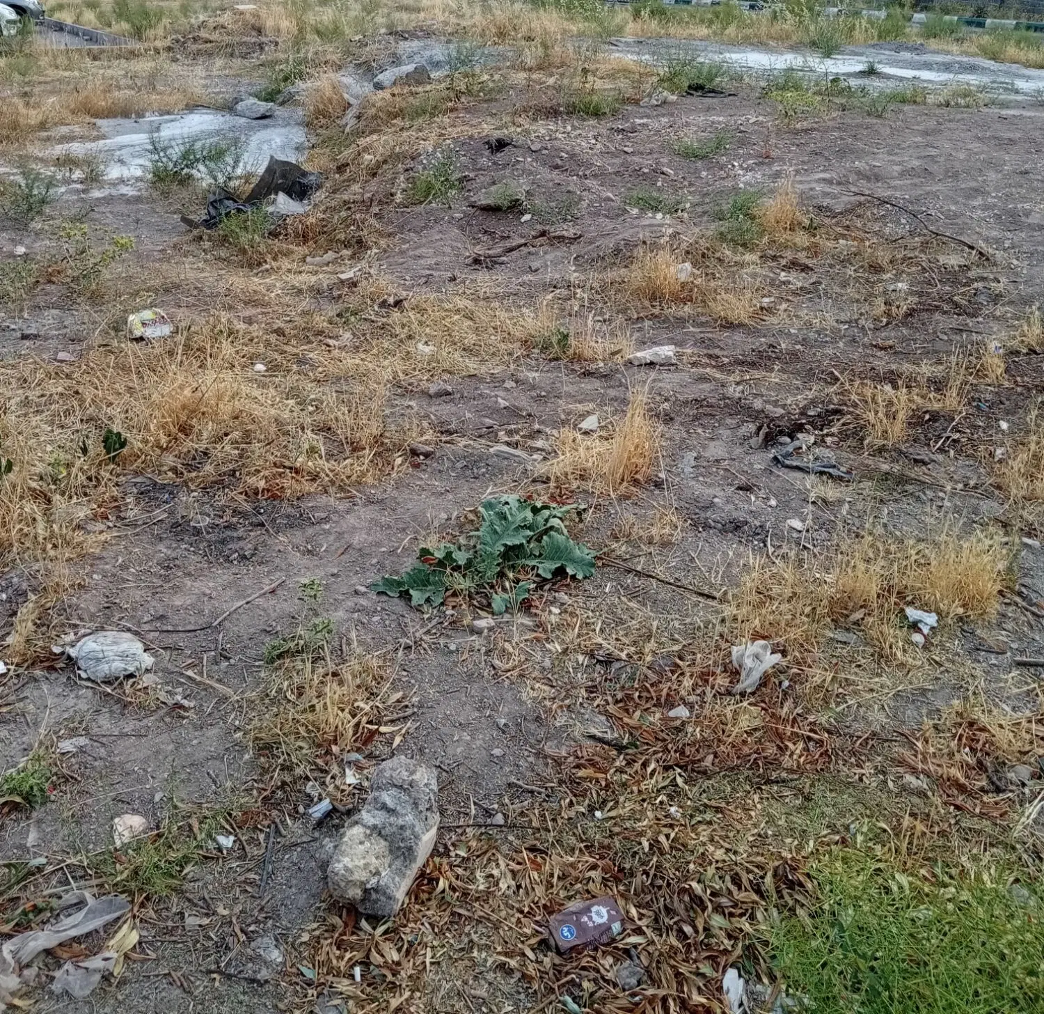 زمین مشاعی