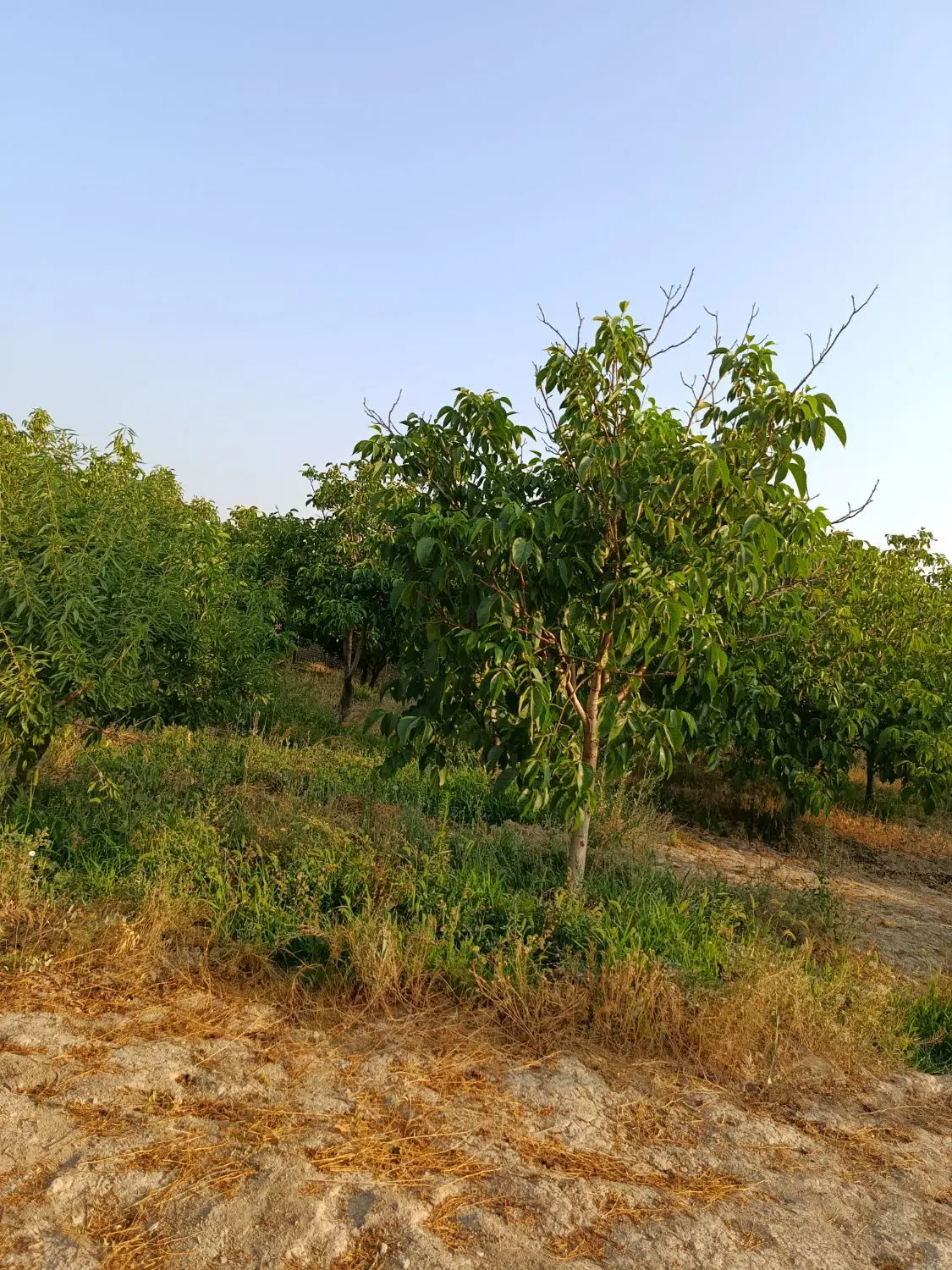 باغ مثمر ۲هزار متری