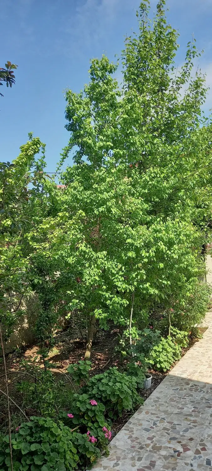 زمین شهری سند دار مرکز شهر