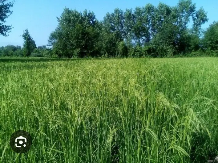 فروش زمین باغی و کشاورزی