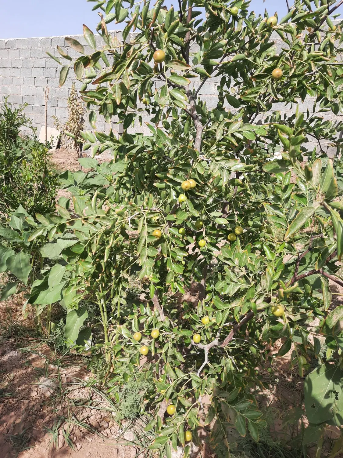باغ نوش آباد
