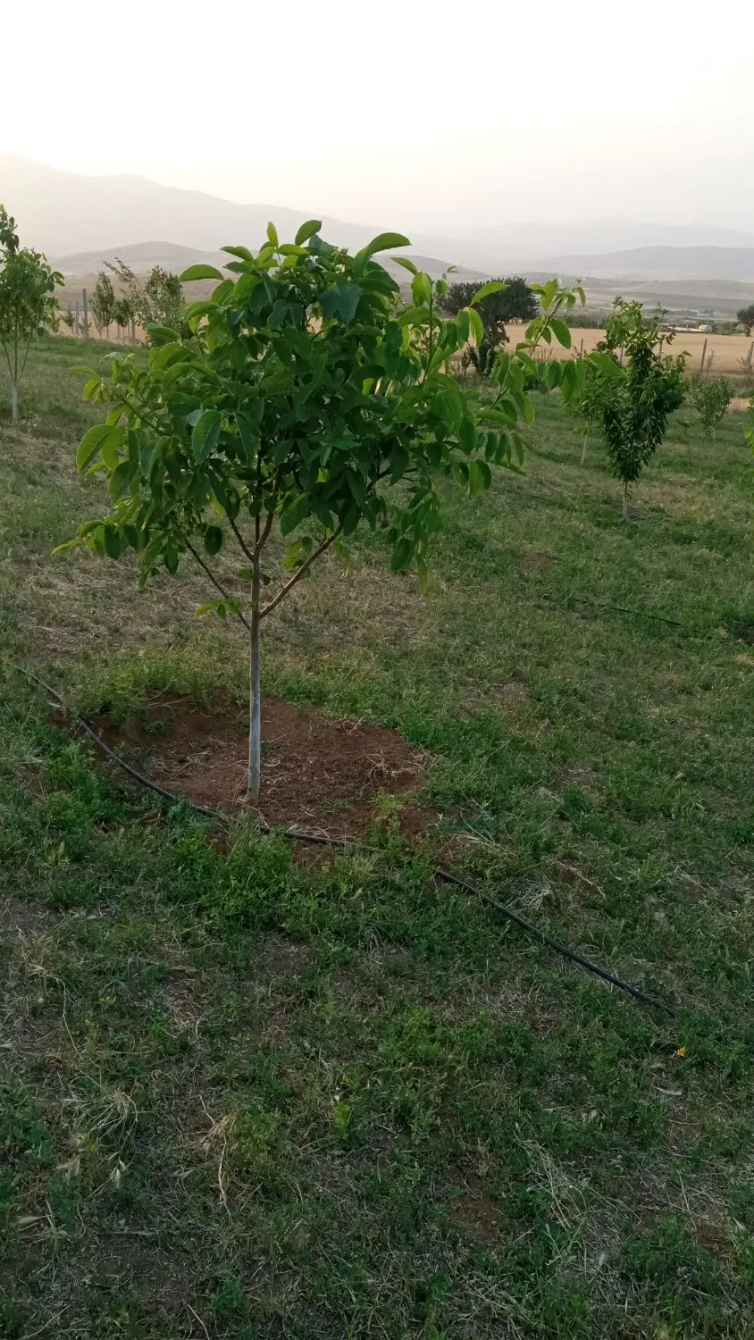باغ