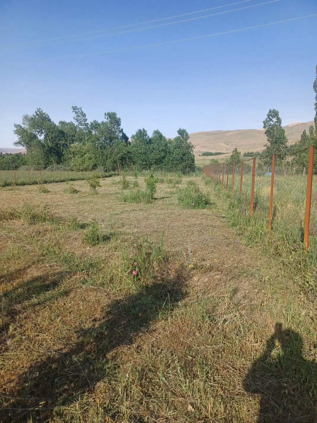 فروش یک قطعه باغ در محدوده روستای بفراجرد