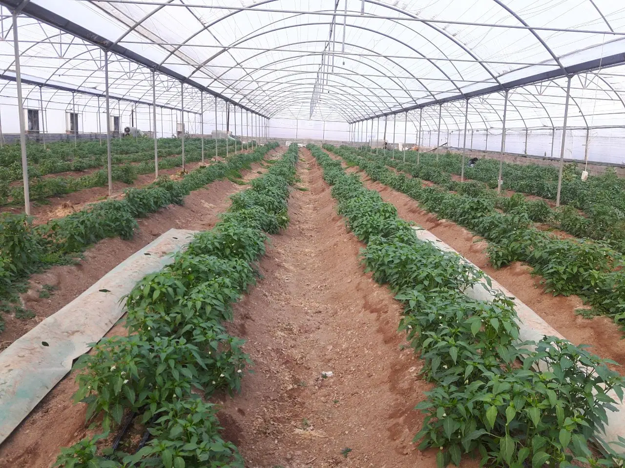 فروش گلخانه