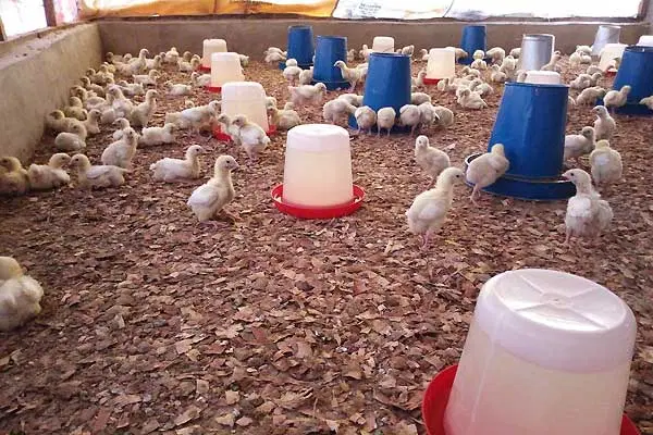 فروش زمین و مرغداری