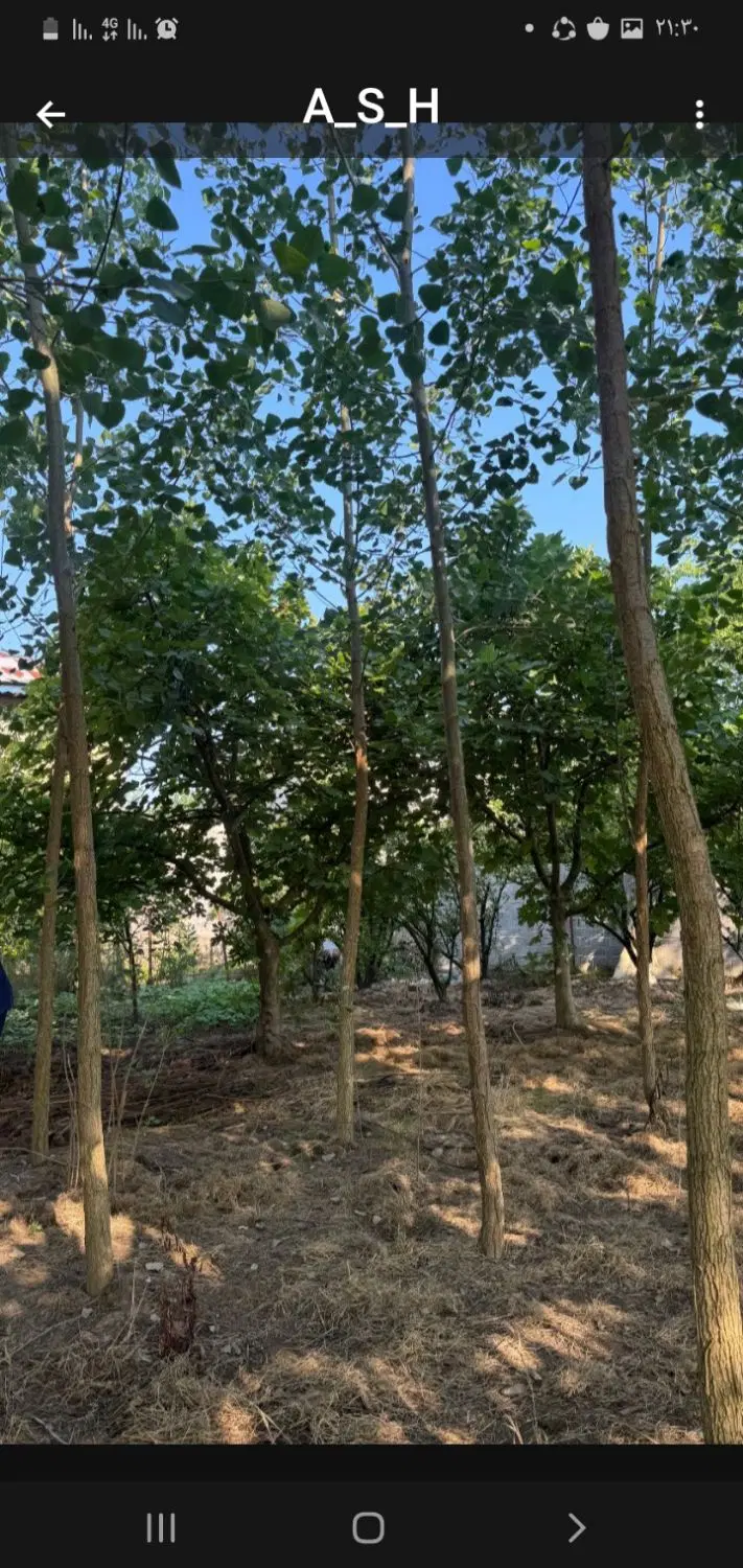 زمین برنجکاری در لاهیجان