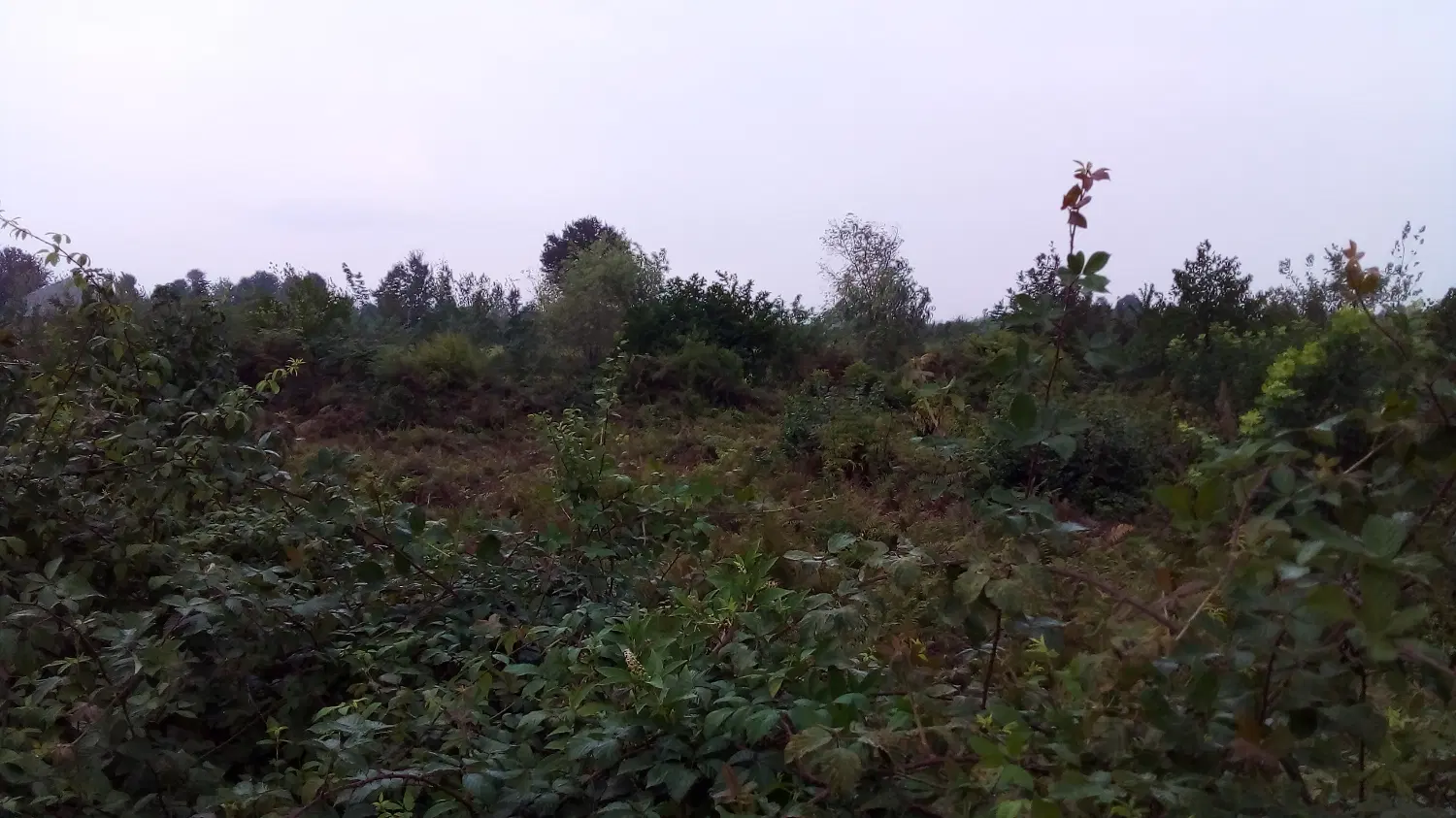 ۱۳۷۳ متر زمین باغی واقع در روستای خسمخ