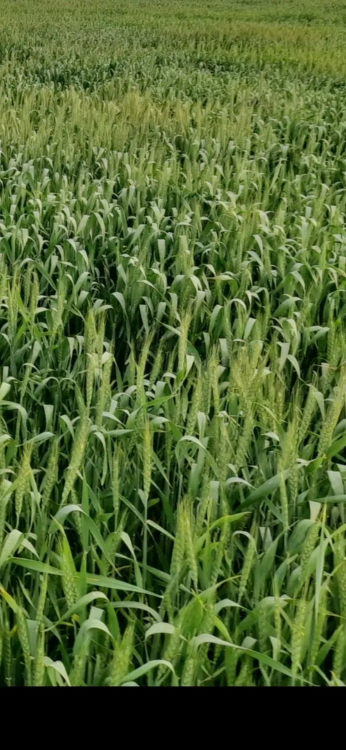 زمین برای کشاورزی اجاره