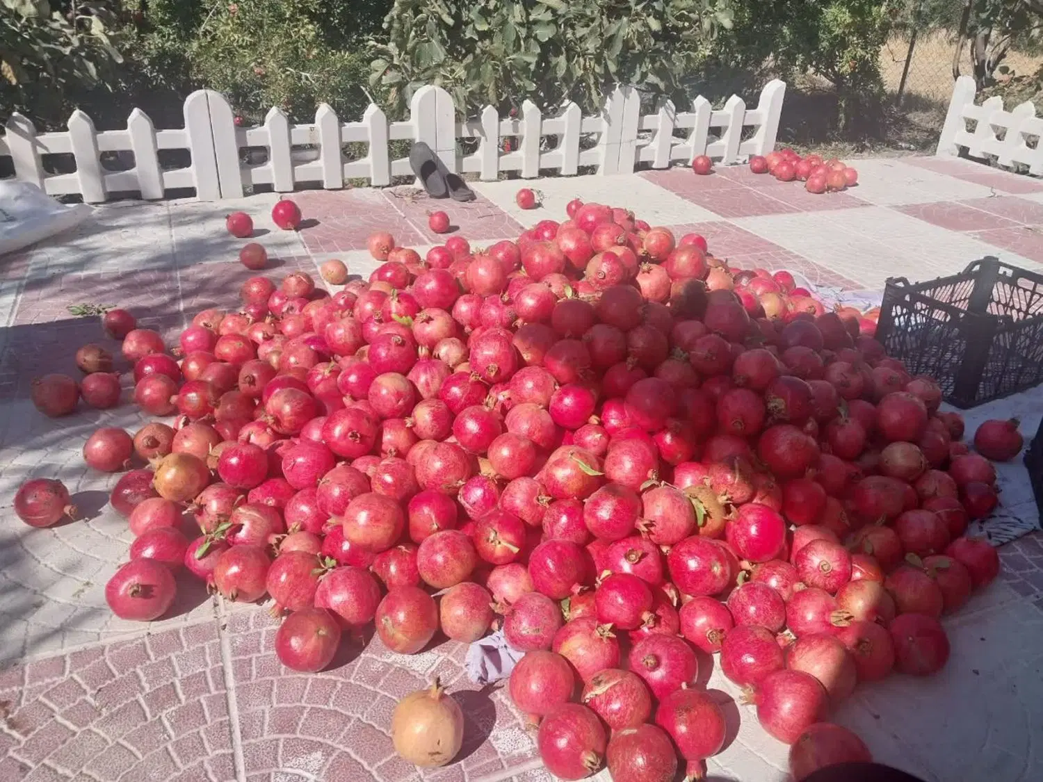 باغ میوه زواریان