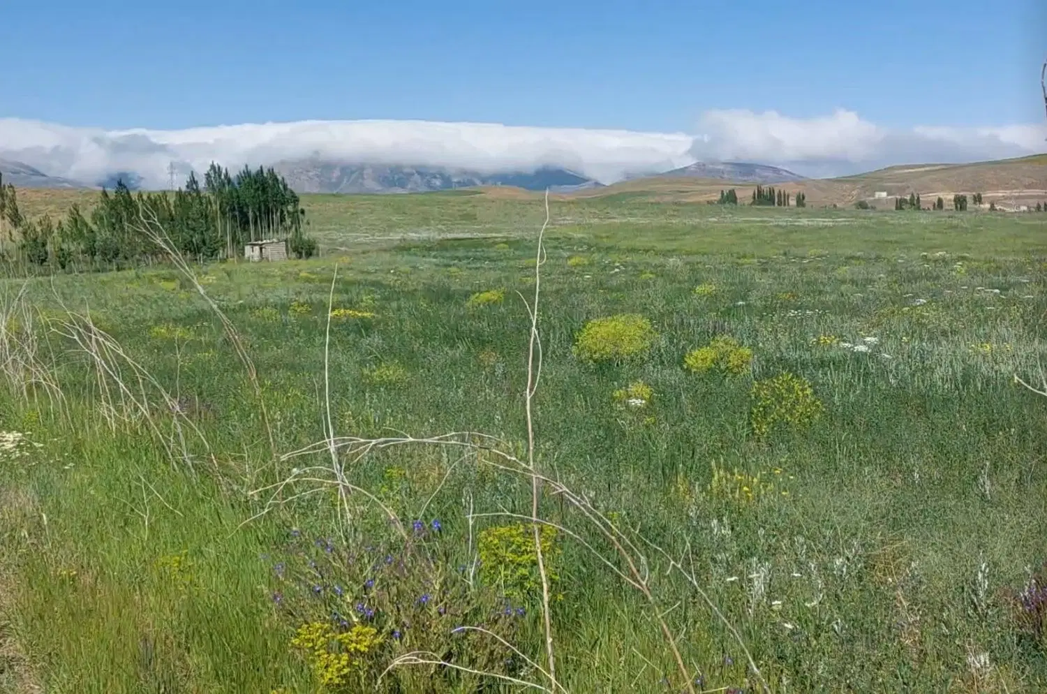 زمین زراعی