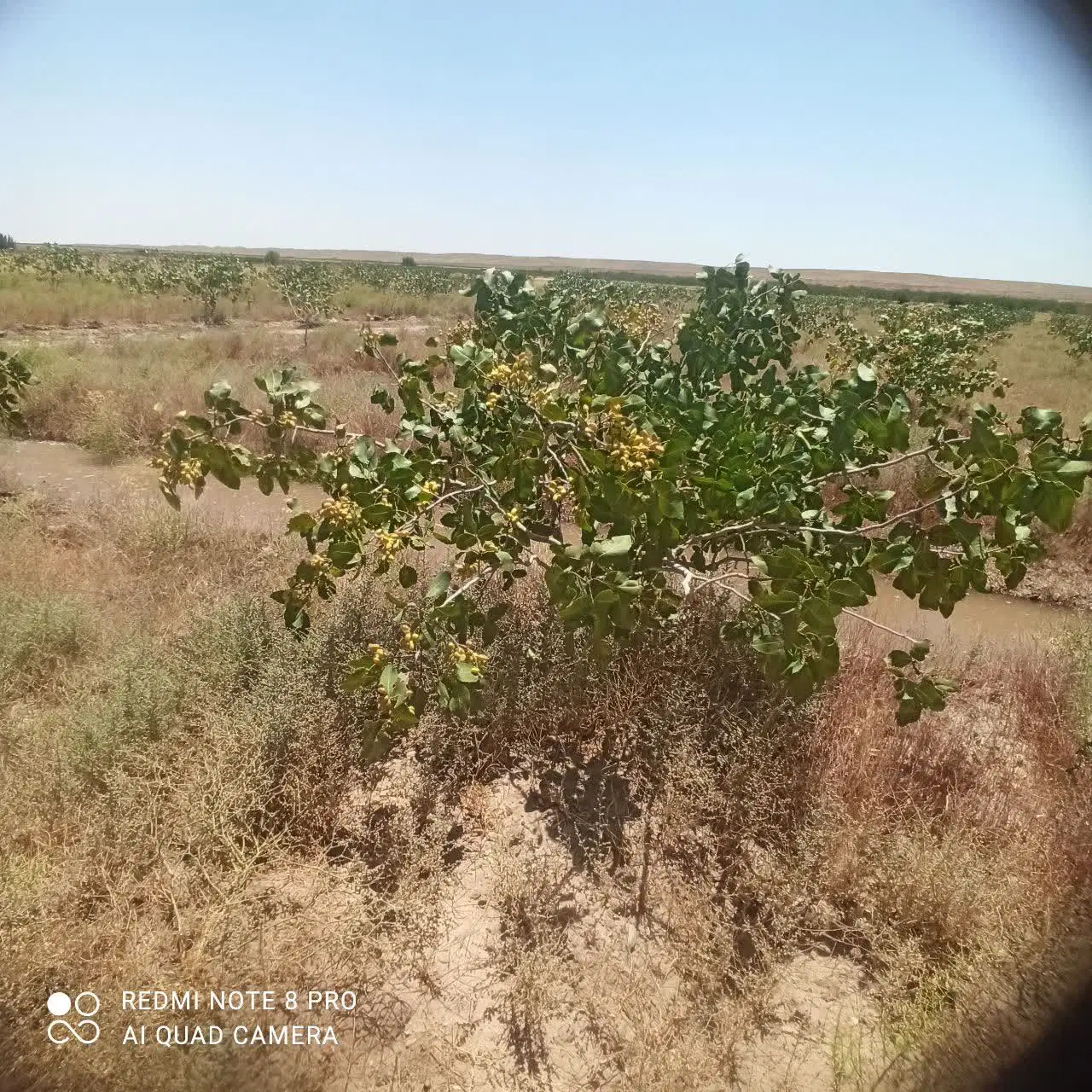 باغ پسته