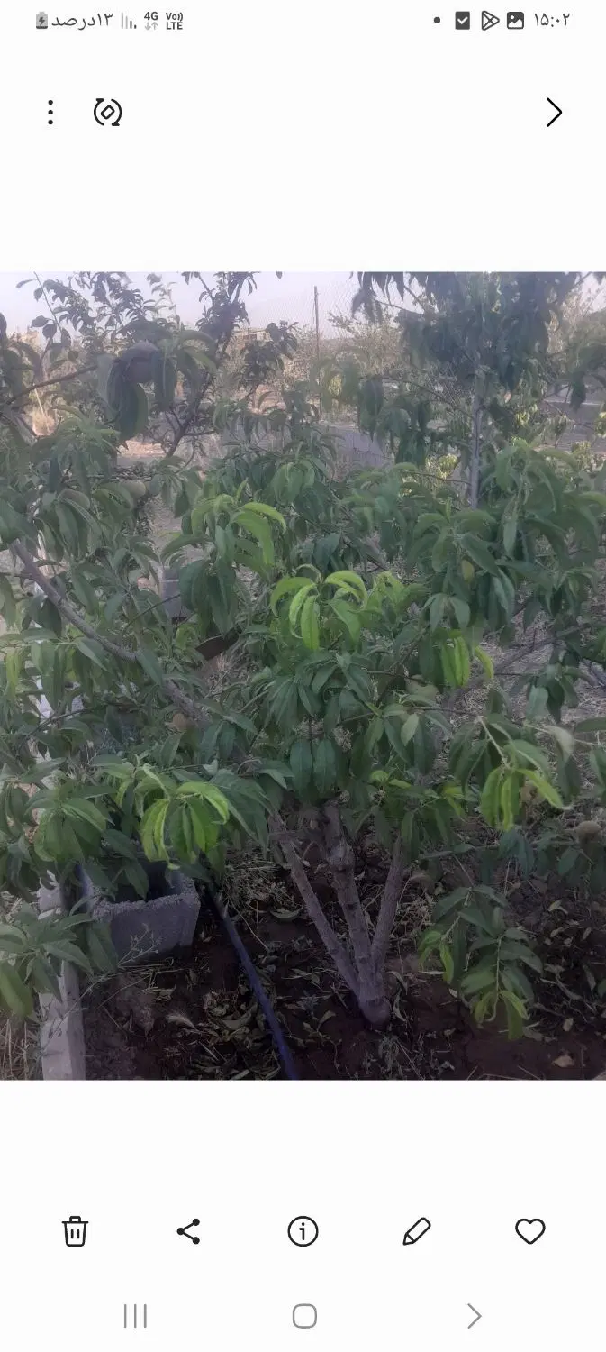 باغچه