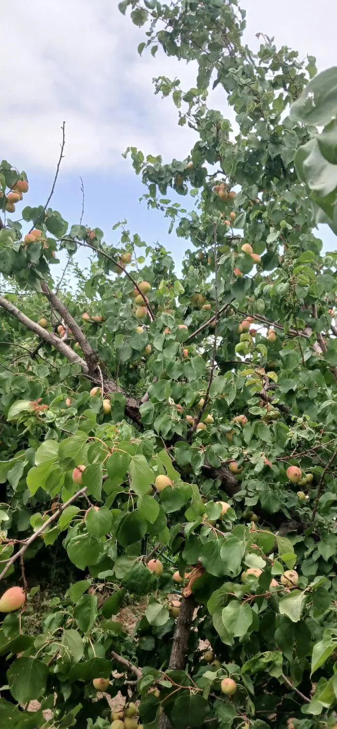 باغ روستای حسن آباد اردغان