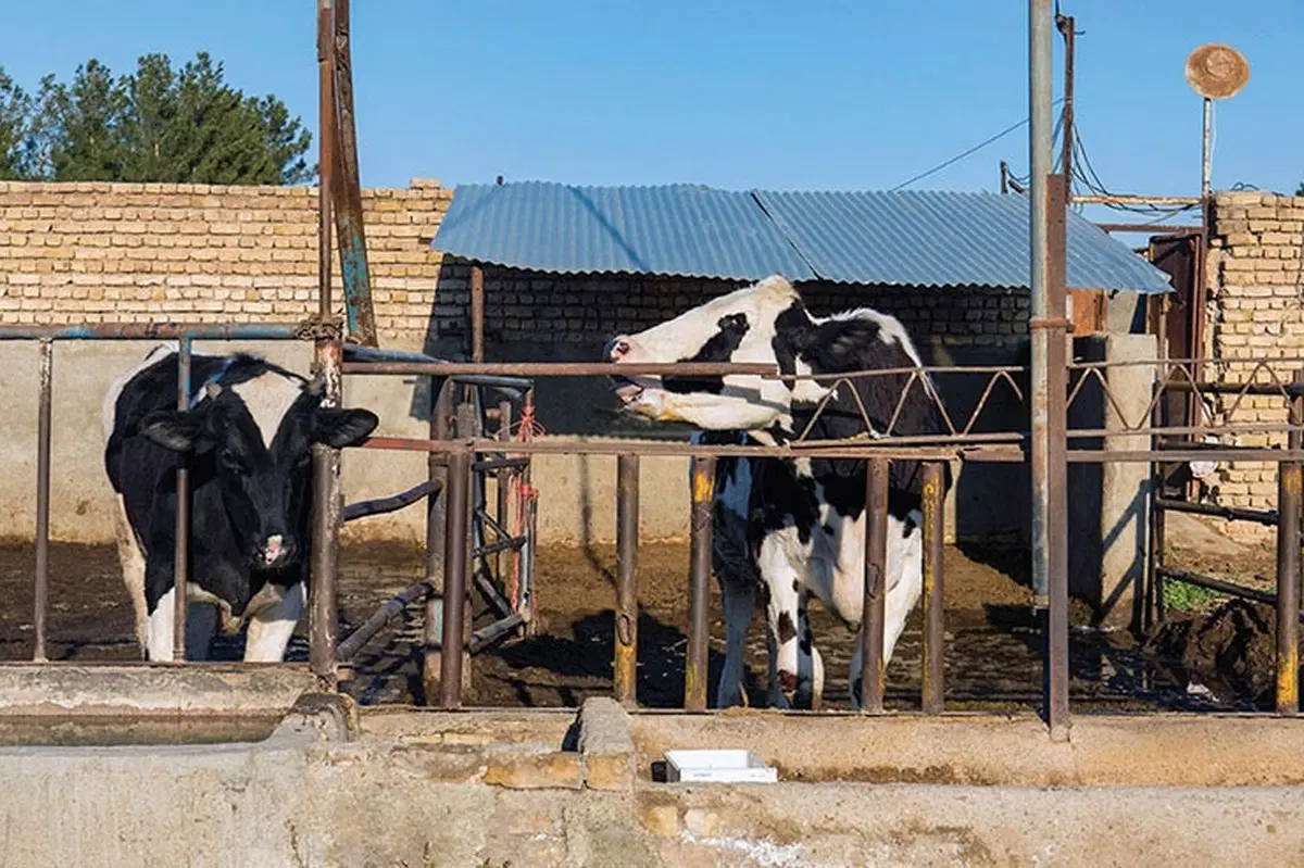 گاوداری با همه امکانات وآماده بهره برداری