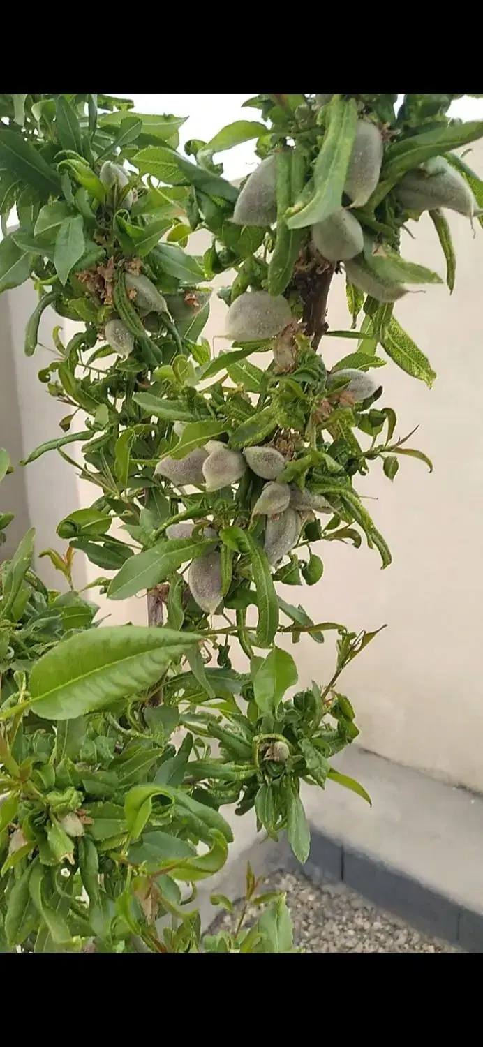 خانه ویلا قزوین