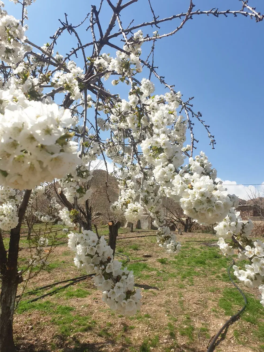 فروش باغ گیلاس