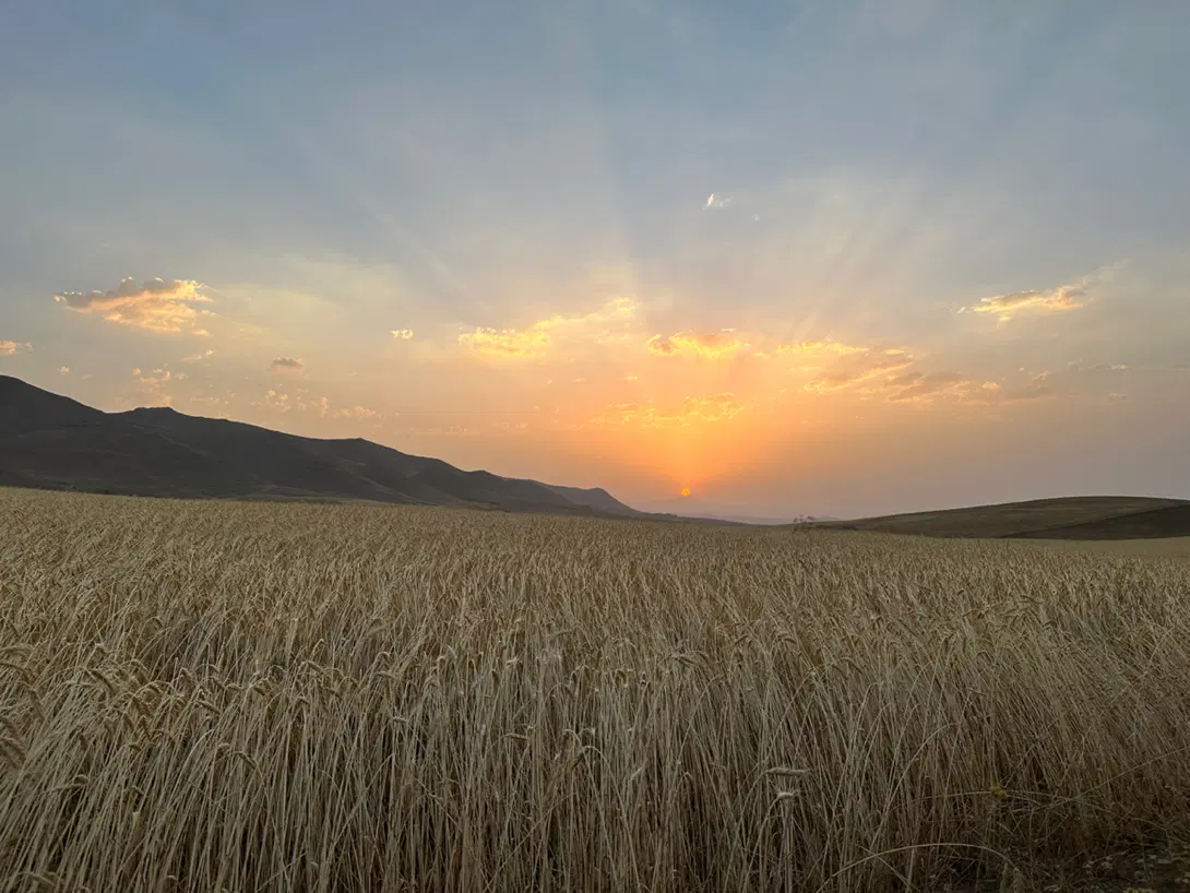 زمین کشاورزی