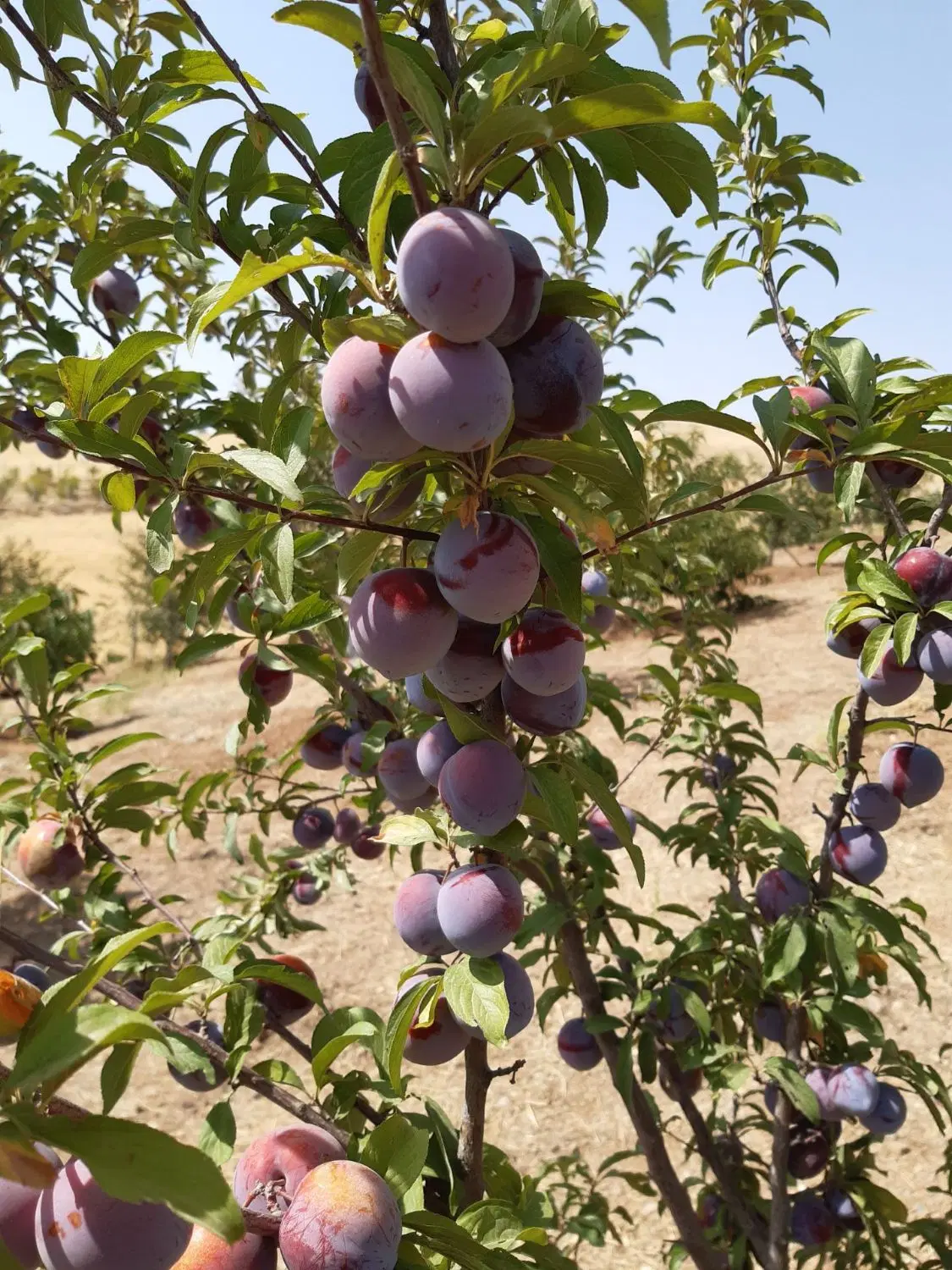 باغ ویلا