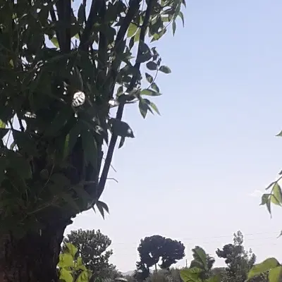 فروش زمین زراعی