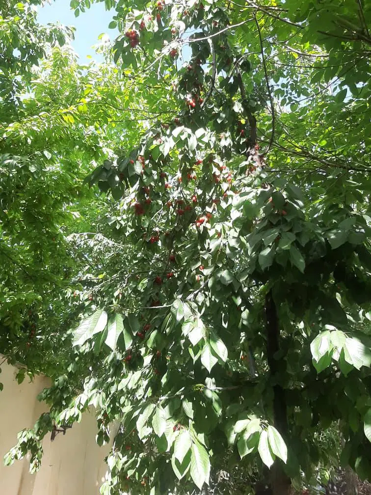 ۱۰۰۰ باغ یبارک