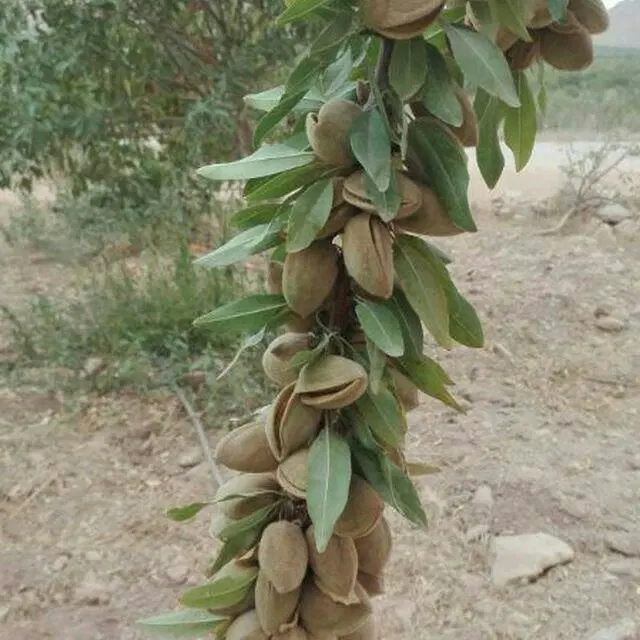 باغچه 1000 متری  برای علاقمندان به باغداری