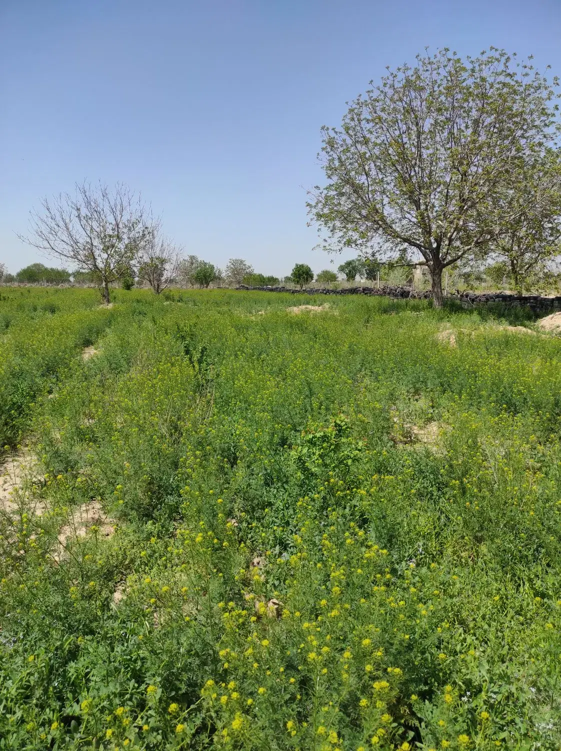 فروش باغ نهال سه ساله
