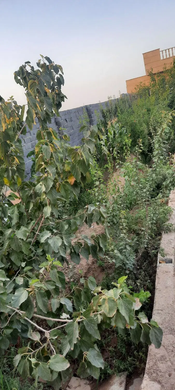 خونه باغ شیک‌و قشنگ ۵۰۰متری با درختهای ۴ساله