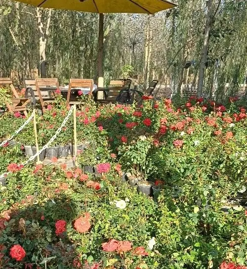نگینی درخشان