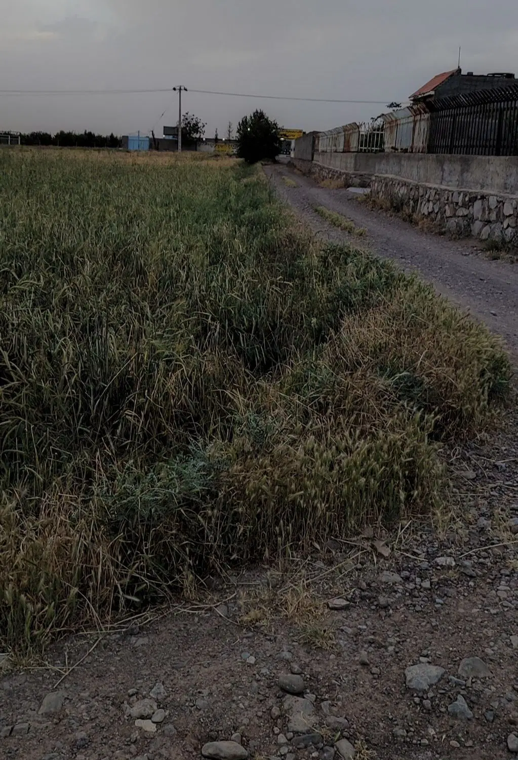 زمین کشاورزی و ویلا سازی  در دشت
