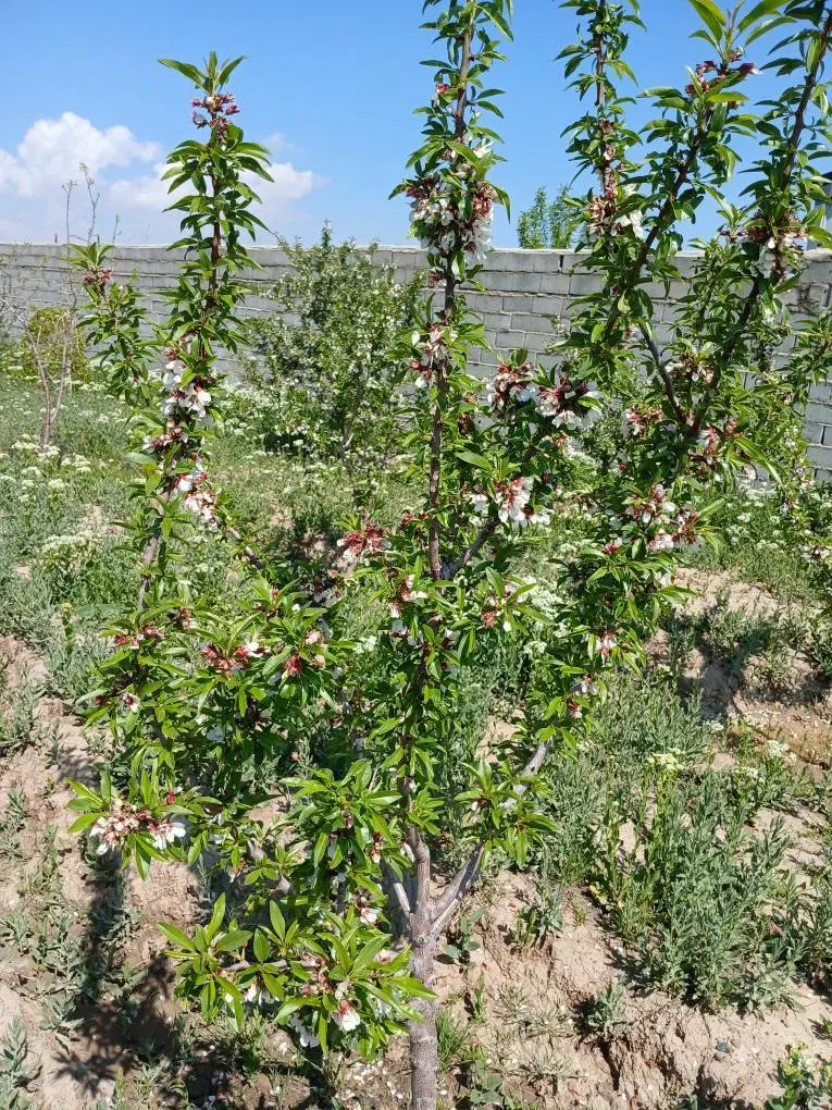 باغ صوفیان شاجی