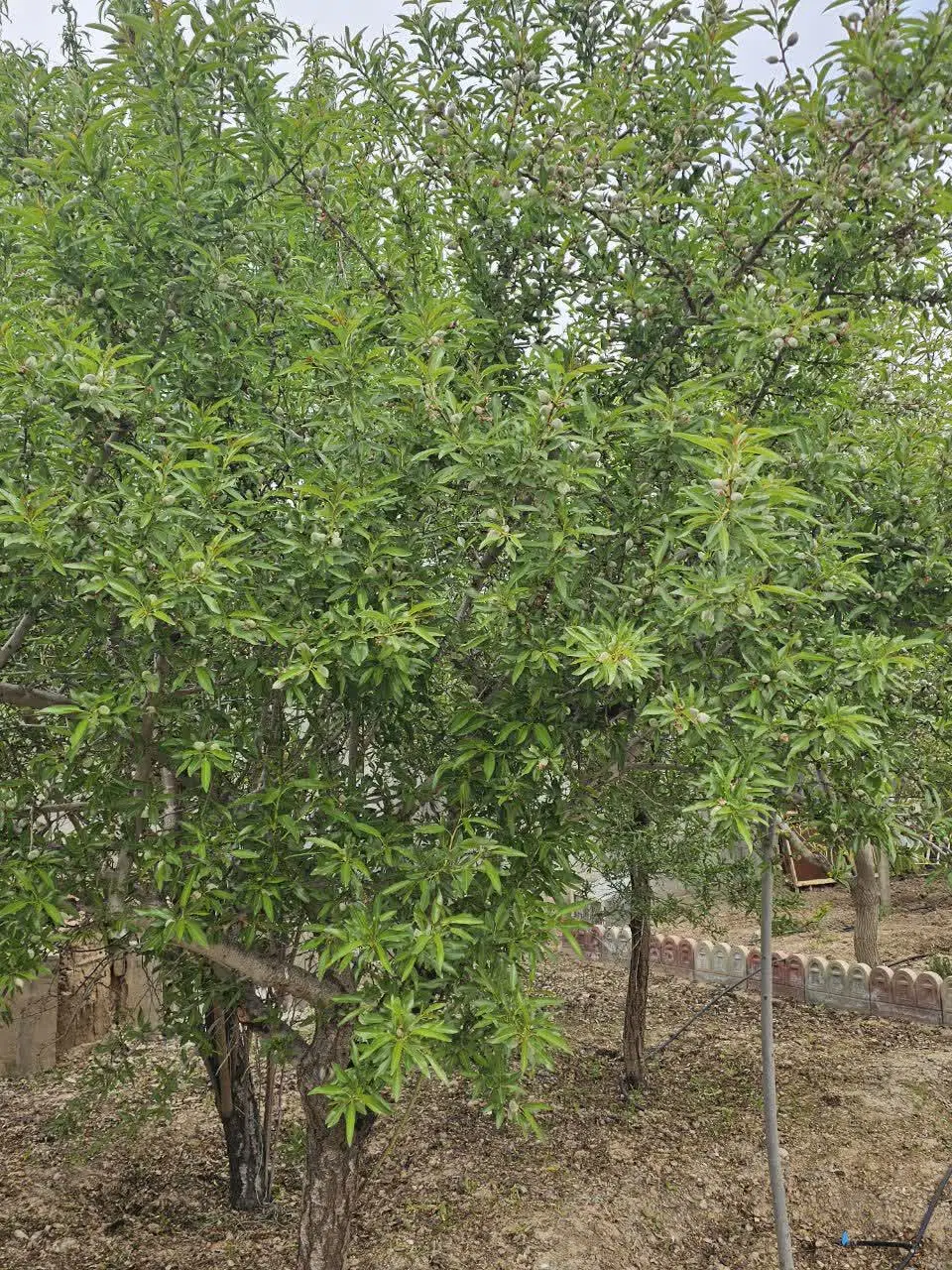 ویلایی سند دار