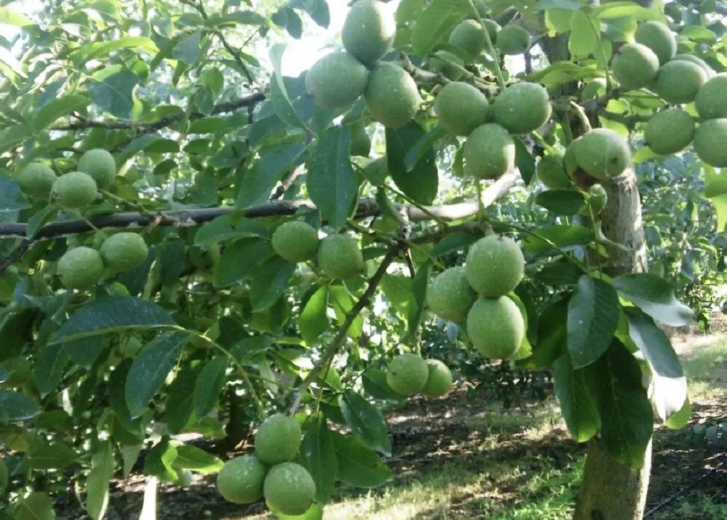 فروش زمین کشاورزی شوراب(طرح احرار)