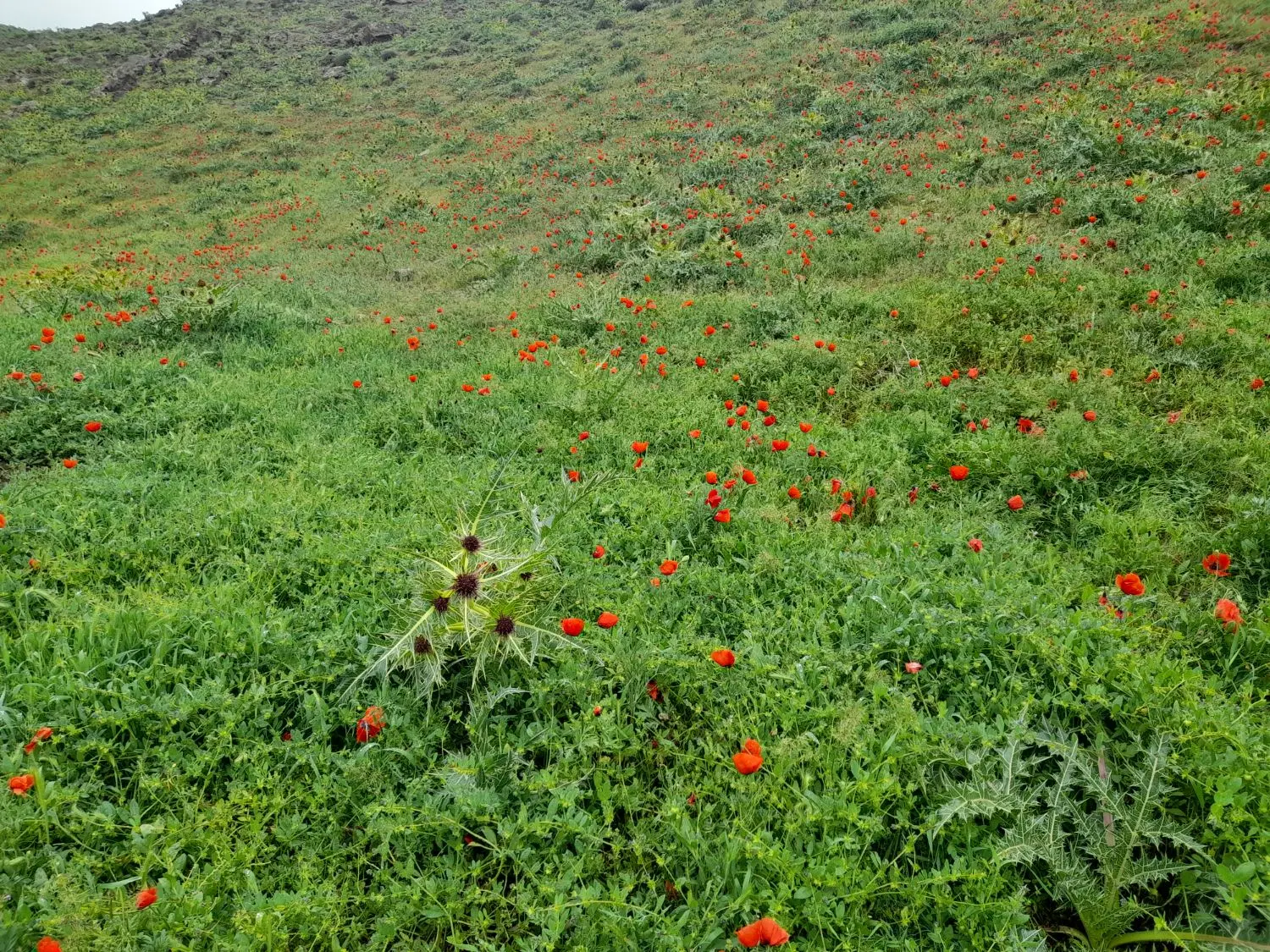 فروش ۷۰۰باغی با درخت بارده
